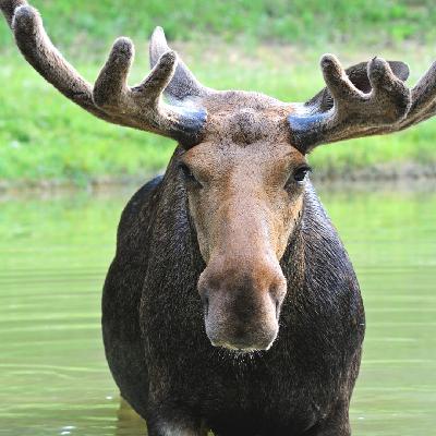 In the Know: Respect the Moose