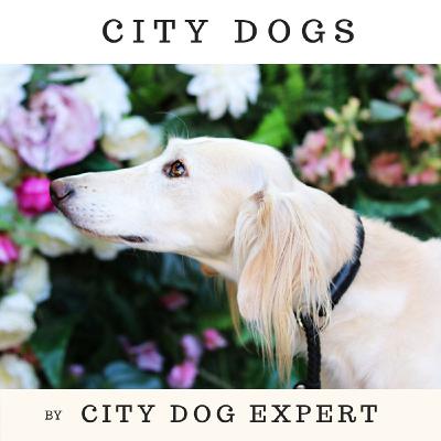 CITY DOGS - Episode 8 - Rory the Vet