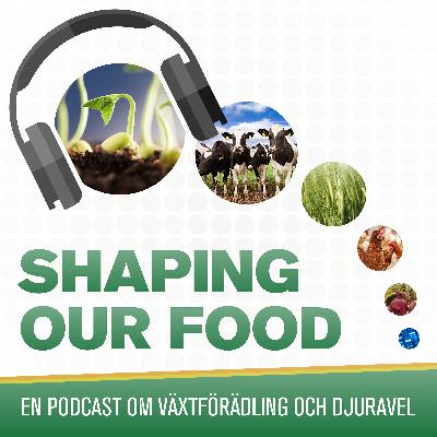 #7 Guld och gröna åkrar, inte gröna hav #7 Guld och gröna åkrar, inte gröna hav