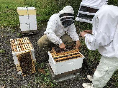 Australian honey also carries medicinal properties Australian honey also carries medicinal properties