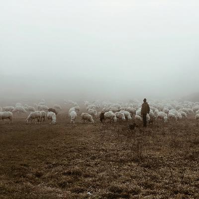 Alexander Hirsch: Das Gleichnis von den 99 verlorenen Schafen
