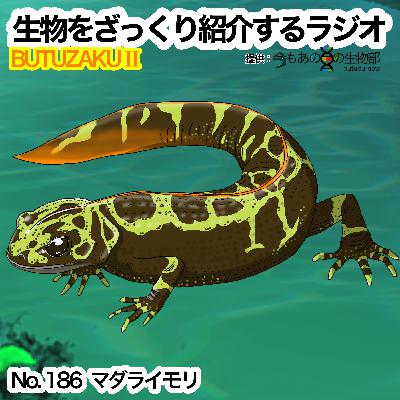 第86話：✉️「マダライモリ」をざっくり紹介