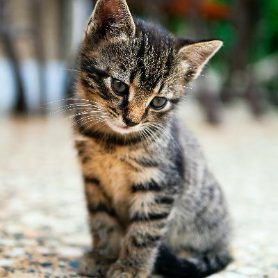 Episode 165: 120.598 Animals