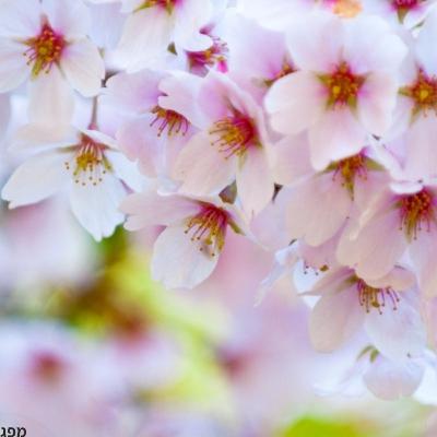 הענק וגנו🌳סיפור לטו בשבט לגיל הרך והכיתות הצעירות, עם שיר בסופו הענק וגנו🌳סיפור לטו בשבט לגיל הרך והכיתות הצעירות, עם שיר בסופו