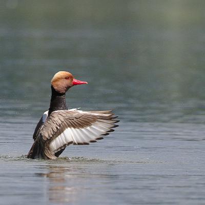 #46 Wildkunde Federwild Enten Teil 2 Tauchenten (Kolbenente Tafelente Moorente Reiherente Bergente) Teil 3 Meerenten (Eiderente Eisente Trauerente Samtente Schellente Brandgans) #46 Wildkunde Federwild Enten Teil 2 Tauchenten (Kolbenente Tafelente Moorente Reiherente Bergente) Teil 3 Meerenten (Eiderente Eisente Trauerente Samtente Schellente Brandgans)