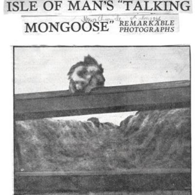 The Talking Mongoose