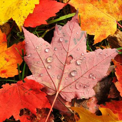 Autumn and winter gardening tips and advice
