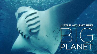 Manta ray SOS: Saving the ocean's gentle giants