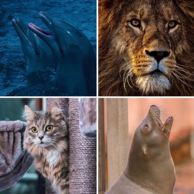 4 Wandler 🐬🦁🐈‍⬛🦭
