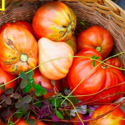 IMAGINA cultivar 300 variedades de tomates a la vez IMAGINA cultivar 300 variedades de tomates a la vez