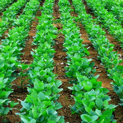 Vermont Forces GMO National Labeling