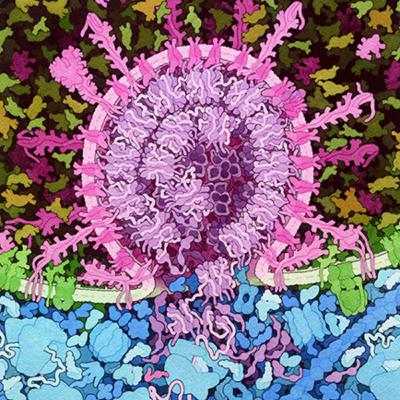 #1.2 Cell Biology - Ultrastructure of cells