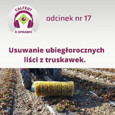 17. Usuwanie ubiegłorocznych liści z plantacji truskawek, przed nowym sezonem