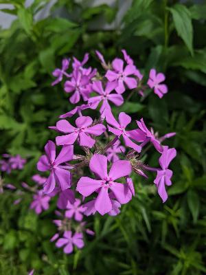 Ep. 534 - Self-Incompatibility in Phlox