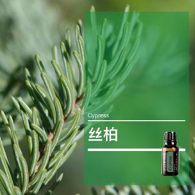 第三十七课：丝柏