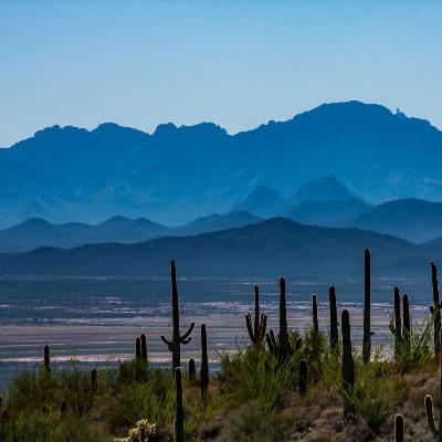 Invasive Species of the Sonoran Desert (II)