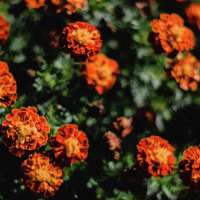 Fall Planting Essentials: From Bulbs to Mums