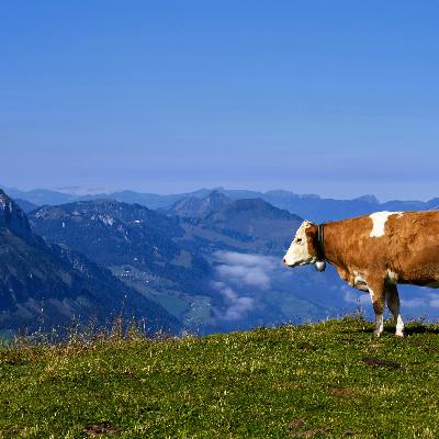 🏆 Swiss Gamers Award 2025 : Quand les joueurs font la loi ! 🎲🇨🇭