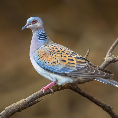 Soundscape: Turtle Doves at Rewilding Coombeshead