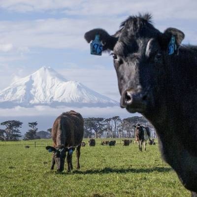 Caring for Whanau Covid-19 Daily Podcast