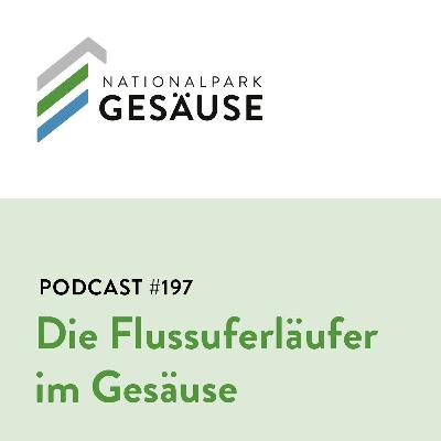 Podcast #197 Die Flussuferlaeufer im Gesäuse