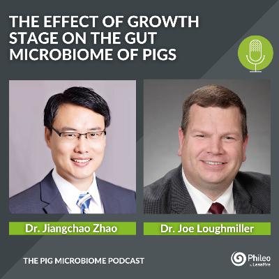 #SHORTS: The effect of growth stage on the gut microbiome of pigs