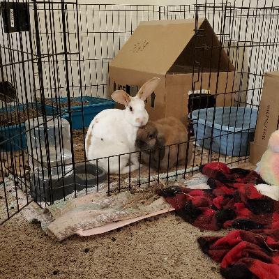 Cleaning up after the bunnies