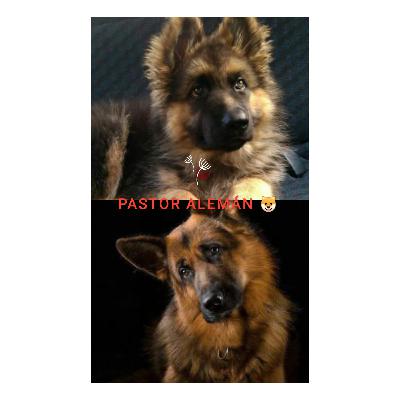 PASTOR ALEMÁN