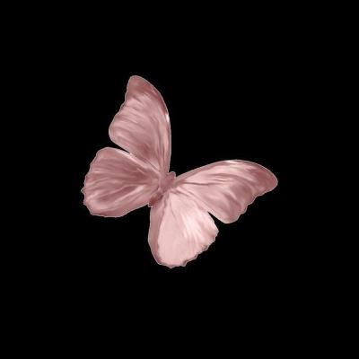 Metamorfosis Kupu-kupu