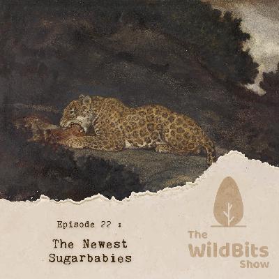 The Newest Sugarbabies - Leopards The Newest Sugarbabies - Leopards
