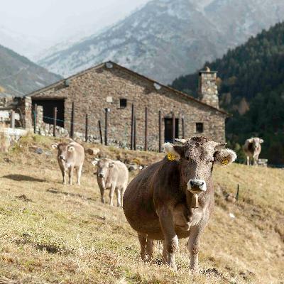 Global 5 - Canillo, Andorra (III): Ganadería y los osos pardos - 09/07/25