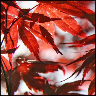 AUTUMN 2008 HOTMIX