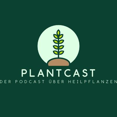 Goldrute? Mehr als nur gelbes Gestrüpp!