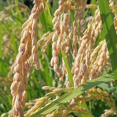 第30回　メンバー紹介③ 栗原の場合