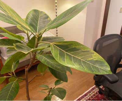 #1730 同居人リアル✨ボタニカル✨ from Radiotalk