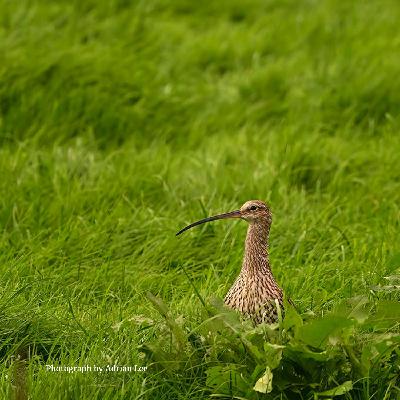 Nature Tripping Episode 27 - The Curlew