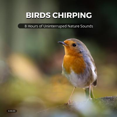 Quietly Chirping Birds (8 Hours, Uninterrupted)