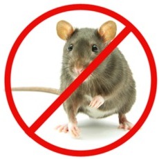 How to Use Decke Mouse Bucket Trap