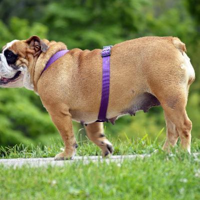 Obese pets are a serious health risk Obese pets are a serious health risk