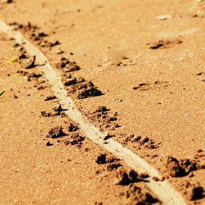 The Line in the Sand