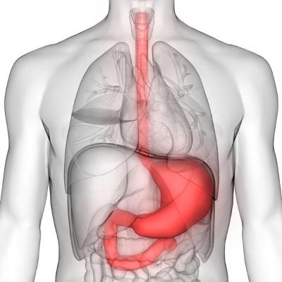 GI Organ Expert: Esophagus and Stomach
