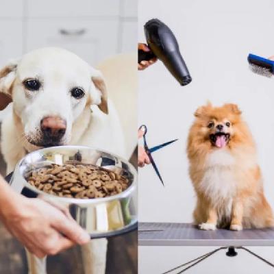 Vol.52 宠物经济下半场：一代人有一代人的“孩子”要养