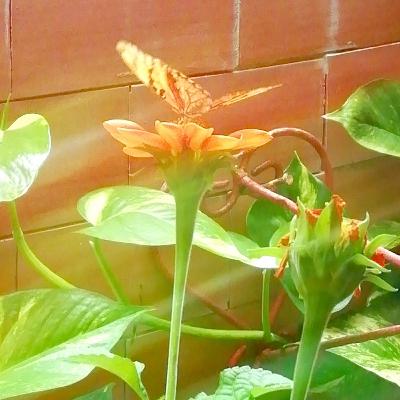 Gracias, hago cosciencia de mi libertad