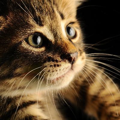 رادیوکت قسمت دوم رادیوکت قسمت دوم