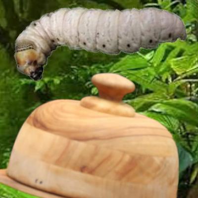 I'm A Celebrity Get Me Out of Here! - Bushtucker Trial EATING Challenge - TNWKS Ep.123