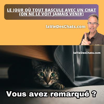 LE JOUR OÙ TOUT BASCULE AVEC UN CHAT (ON NE LE VOIT JAMAIS VENIR)