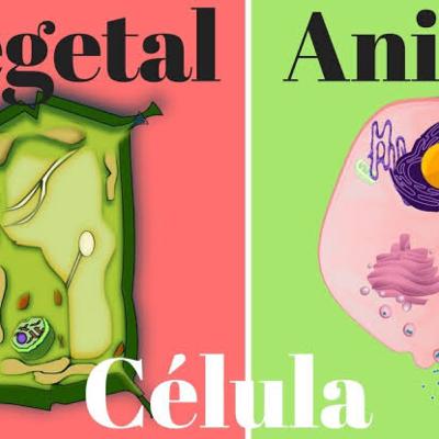 Célula animal y vegetal Célula animal y vegetal