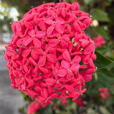 EL MESÍAS DE HANDEL (E1988). EL MESÍAS DE HANDEL (E1988).