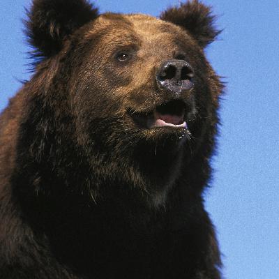 Die Tierdocs: Bär kann fliegen Die Tierdocs: Bär kann fliegen