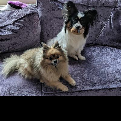 Episode 284 - Julie talks AITA AIBU and dog news Episode 284 - Julie talks AITA AIBU and dog news